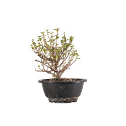 Chaenomeles chojubai - B5435