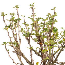 Chaenomeles chojubai - B5435
