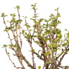 Chaenomeles chojubai - B5435