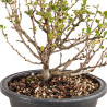 Chaenomeles chojubai - B5435
