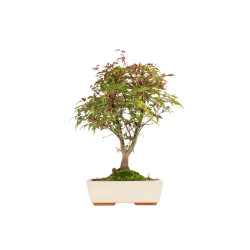 Acer palmatum deshojo - B5436