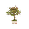 Acer palmatum deshojo - B5436