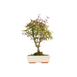 Acer palmatum deshojo - B5436