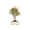 Acer palmatum deshojo - B5436