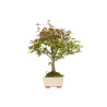 Acer palmatum deshojo - B5436