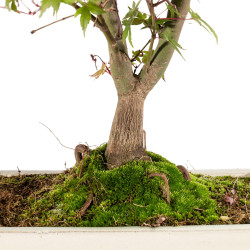 Acer palmatum deshojo - B5436