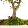 Acer palmatum deshojo - B5436