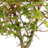 Acer palmatum deshojo - B5436