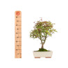 Acer palmatum deshojo - B5436