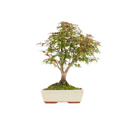 Acer palmatum deshojo - B5437