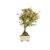 Acer palmatum deshojo - B5437