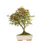 Acer palmatum deshojo - B5437