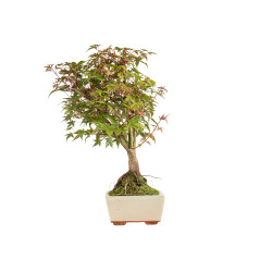 Acer palmatum deshojo - B5437