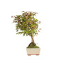 Acer palmatum deshojo - B5437
