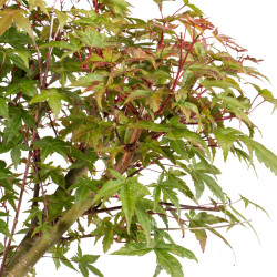 Acer palmatum deshojo - B5437