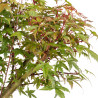 Acer palmatum deshojo - B5437