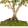 Acer palmatum deshojo - B5437