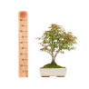 Acer palmatum deshojo - B5437
