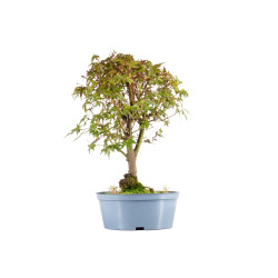 Acer palmatum yamamomiji -...