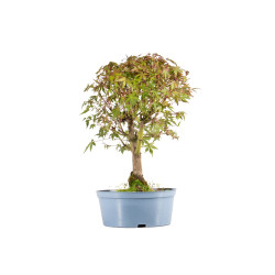 Acer palmatum yamamomiji - B5438