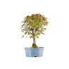 Acer palmatum yamamomiji - B5438
