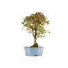 Acer palmatum yamamomiji - B5438