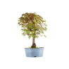 Acer palmatum yamamomiji - B5438