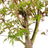Acer palmatum yamamomiji - B5438
