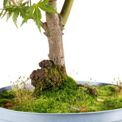 Acer palmatum yamamomiji - B5438