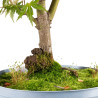 Acer palmatum yamamomiji - B5438