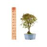 Acer palmatum yamamomiji - B5438
