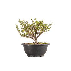 Chaenomeles chojubai - B5439
