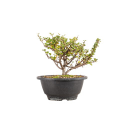 Chaenomeles chojubai - B5439