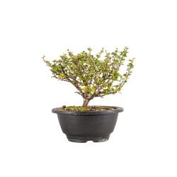 Chaenomeles chojubai - B5439