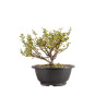 Chaenomeles chojubai - B5439