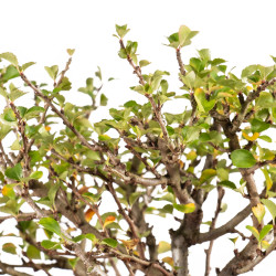 Chaenomeles chojubai - B5439