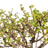 Chaenomeles chojubai - B5439