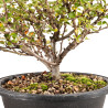 Chaenomeles chojubai - B5439