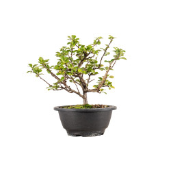 Chaenomeles chojubai - B5441