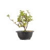 Chaenomeles chojubai - B5441