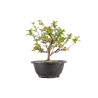 Chaenomeles chojubai - B5441