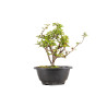 Chaenomeles chojubai - B5441