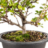 Chaenomeles chojubai - B5441