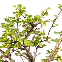 Chaenomeles chojubai - B5441