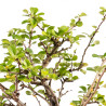 Chaenomeles chojubai - B5441