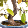 Pseudocydonia sinensis - B5443