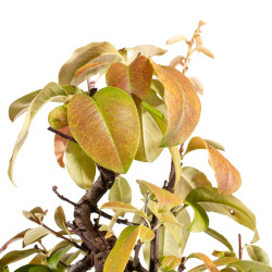 Pseudocydonia sinensis - B5443