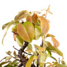 Pseudocydonia sinensis - B5443