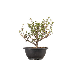 Chaenomeles chojubai - B5444
