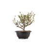 Chaenomeles chojubai - B5444
